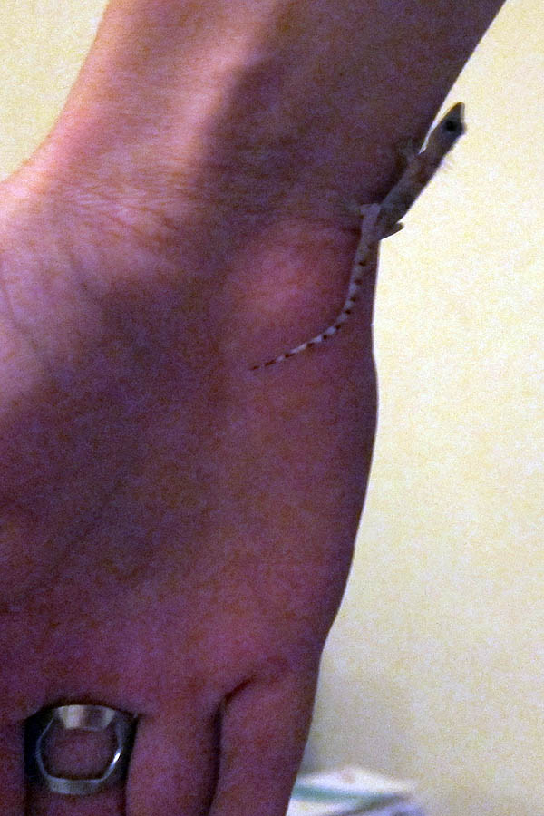 Baby gecko caught on my arm